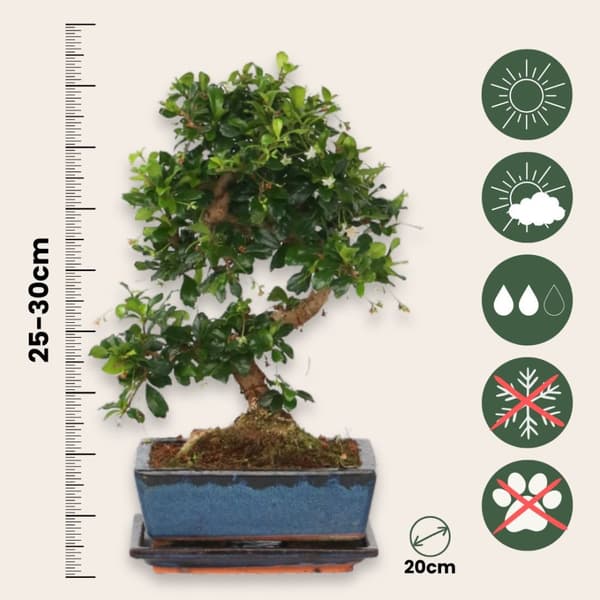 Bonsai træ - Carmona microphylla - Højde 25-30cm - ⌀20cm
