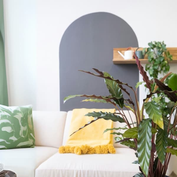 Påfågelväxt - Kalatea - Calathea 'Wavestar' - Höjd 90cm - ⌀27cm