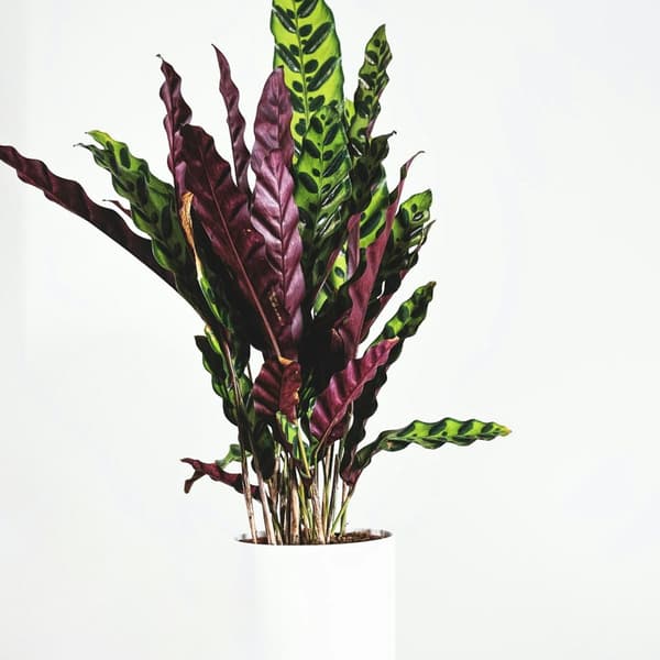 Påfågelväxt - Kalatea - Calathea 'Wavestar' - Höjd 90cm - ⌀27cm