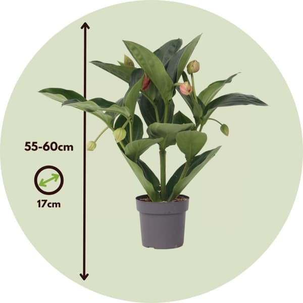 Rosenskärm - Medinilla magnifica - Höjd 55-60cm - ⌀17cm