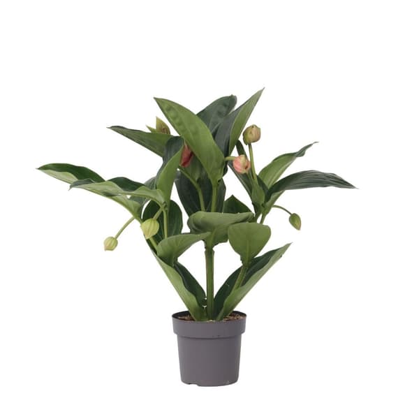 Rosenskärm - Medinilla magnifica - Höjd 55-60cm - ⌀17cm