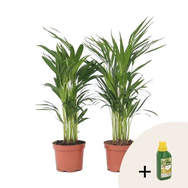 Guldpalm - Set om 2 - Dypsis lutescens - Höjd 60-70cm - ⌀17cm