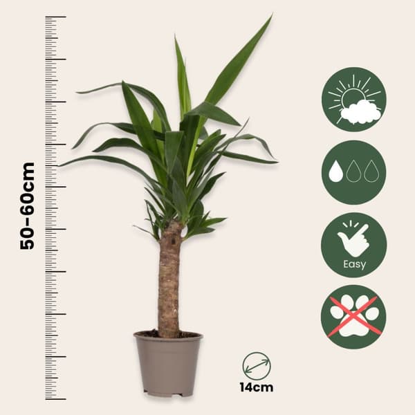 Jättepalmlilja - Set om 6 - Yucca elephantipes - Höjd 50-60cm - ⌀14cm