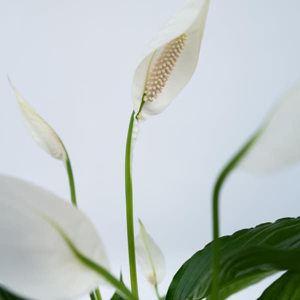Fredskalla - Set om 2 - Spathiphyllum 'Lima' - Höjd 60-75cm - ⌀17cm