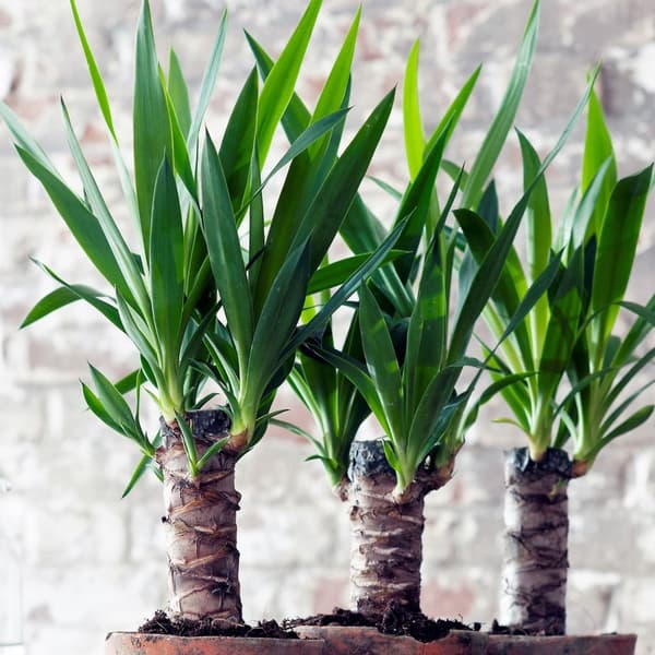 Elefantfod - Sæt med 3 - Yucca elephantipes - Højde 50-60cm - ⌀14cm