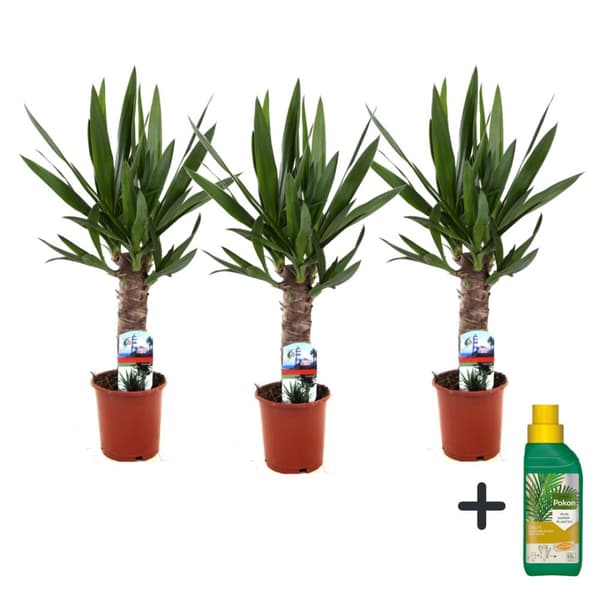 Jättepalmlilja - Set om 3 - Yucca elephantipes - Höjd 50-60cm - ⌀14cm