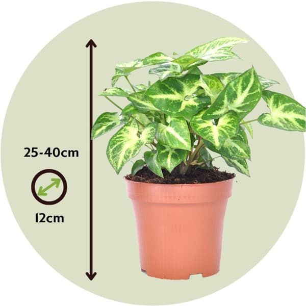 Gåsefod - Syngonium podophyllum 'Pixie' - Højde 25-40cm - Pot 12cm