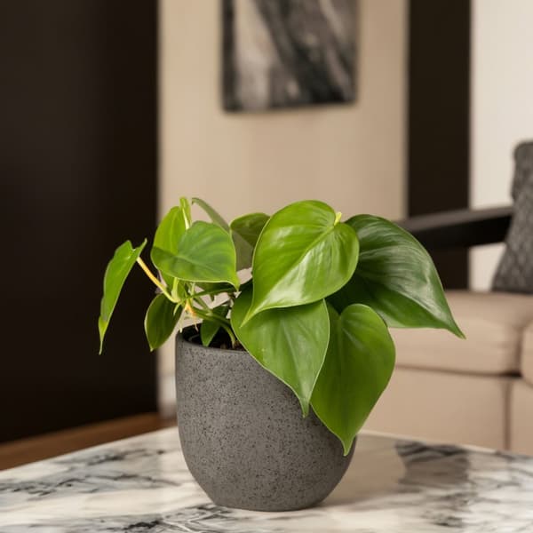 Peperomias - Peperomia Polybotrya - Höjd 20-30cm - Pot 12cm