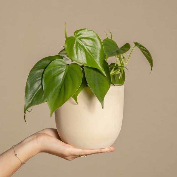 Peperomias - Peperomia Polybotrya - Höjd 20-30cm - Pot 12cm