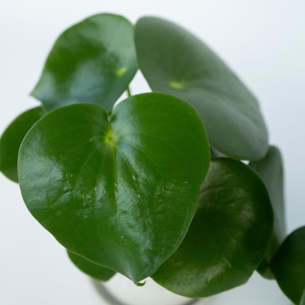 Peperomias - Peperomia Polybotrya - Höjd 20-30cm - Pot 12cm