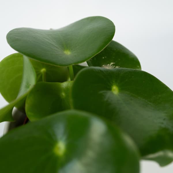 Peperomias - Peperomia Polybotrya - Höjd 20-30cm - Pot 12cm