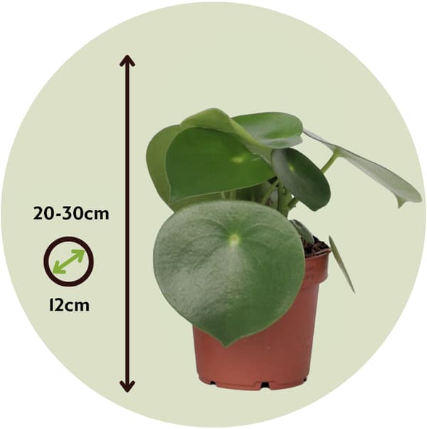 Peperomias - Peperomia Polybotrya - Höjd 20-30cm - Pot 12cm