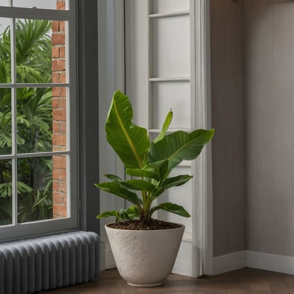 Bananplante - Musa 'Oriental Dwarf' - Højde 25-40cm - Pot 12cm