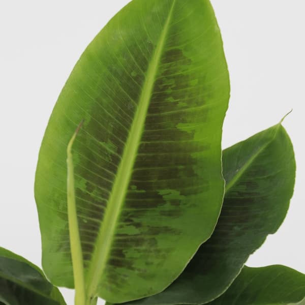 Bananplante - Musa 'Oriental Dwarf' - Højde 25-40cm - Pot 12cm