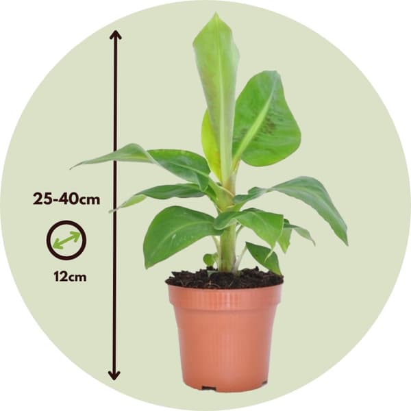 Bananplante - Musa 'Oriental Dwarf' - Højde 25-40cm - Pot 12cm