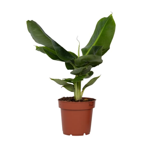 Bananplante - Musa 'Oriental Dwarf' - Højde 25-40cm - Pot 12cm
