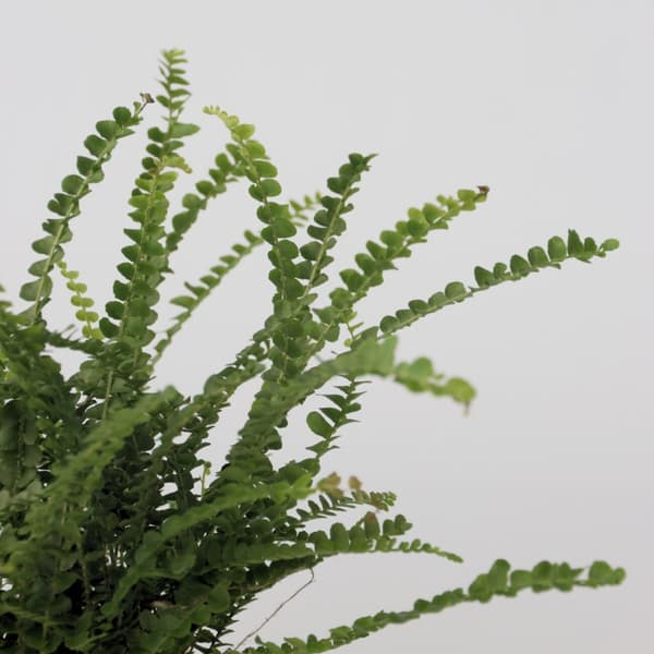 Spjutbräken - Nephrolepis Duffii - Höjd 25-40cm - Pot 12cm