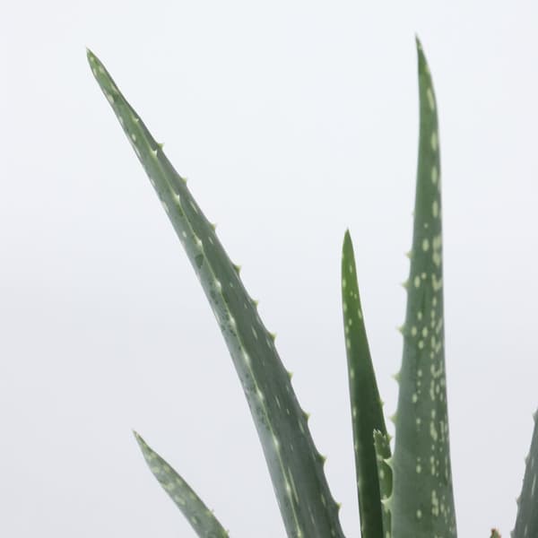 Aloe vera - Aloe barbadensis - Höjd 25-40cm - Pot 10,5cm