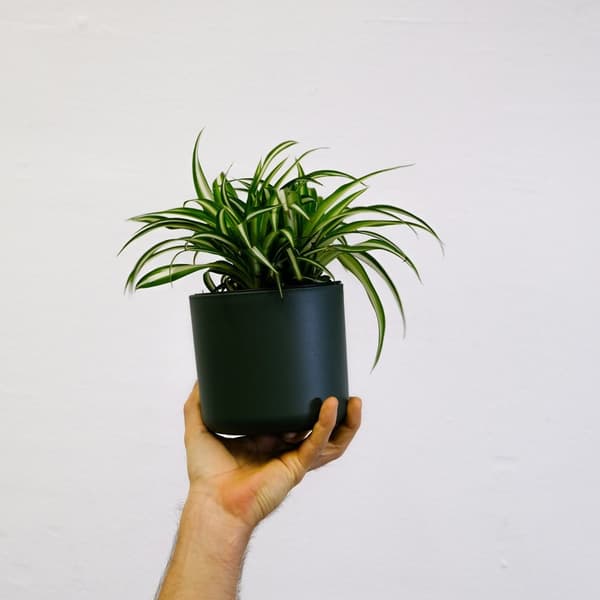 Hämähäkkikasvi - Chlorophytum comosum 'Atlantic' - Korkeus 25-40cm - ⌀12cm