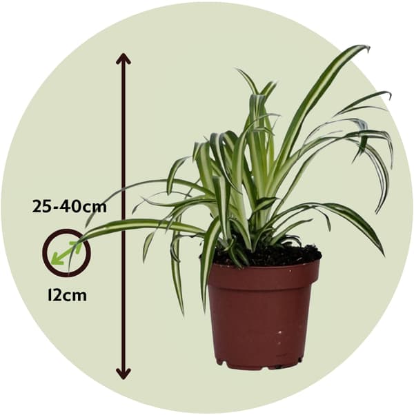 Hämähäkkikasvi - Chlorophytum comosum 'Atlantic' - Korkeus 25-40cm - ⌀12cm