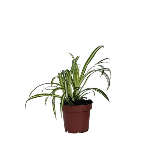 Klorofytum - Chlorophytum comosum 'Atlantic' - Höjd 25-40cm - Pot 12cm
