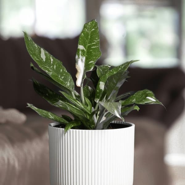 Grøn stueplante - Philodendron 'Cobra' - Højde 55-65 cm - Potte 19 cm