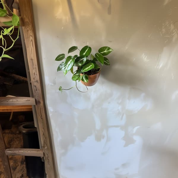 Grøn stueplante - Philodendron 'Cobra' - Højde 55-65 cm - Potte 19 cm