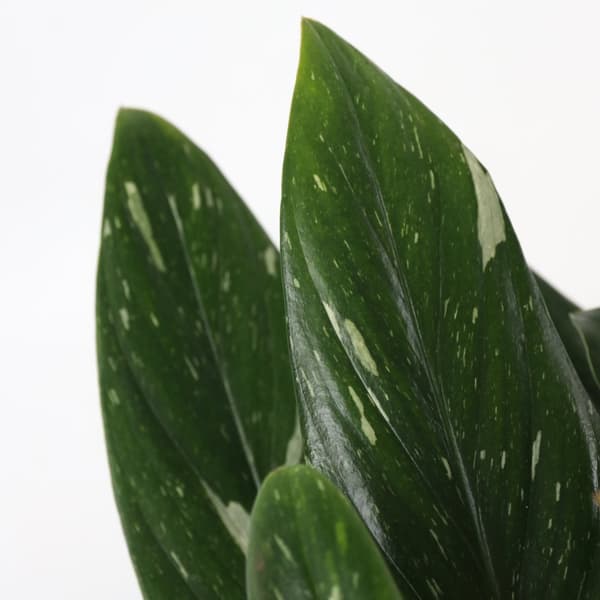 Grøn stueplante - Philodendron 'Cobra' - Højde 55-65 cm - Potte 19 cm