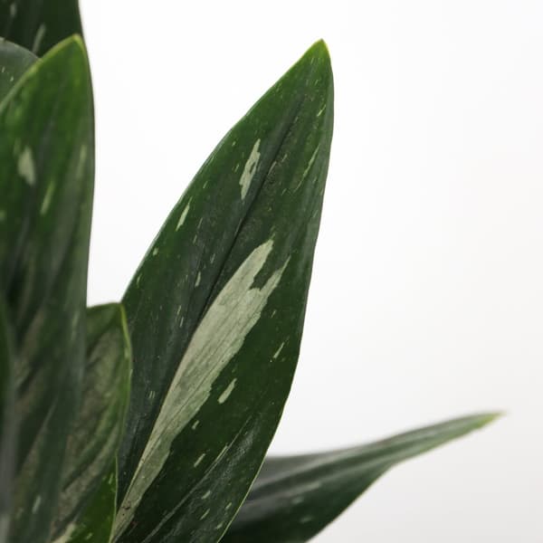 Grøn stueplante - Philodendron 'Cobra' - Højde 55-65 cm - Potte 19 cm