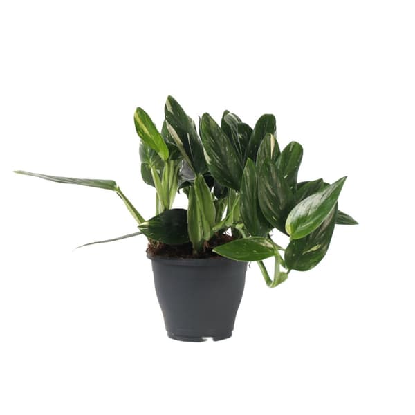 Grön krukväxt - Philodendron 'Cobra' - Höjd 55-65 cm - Kruka 19 cm