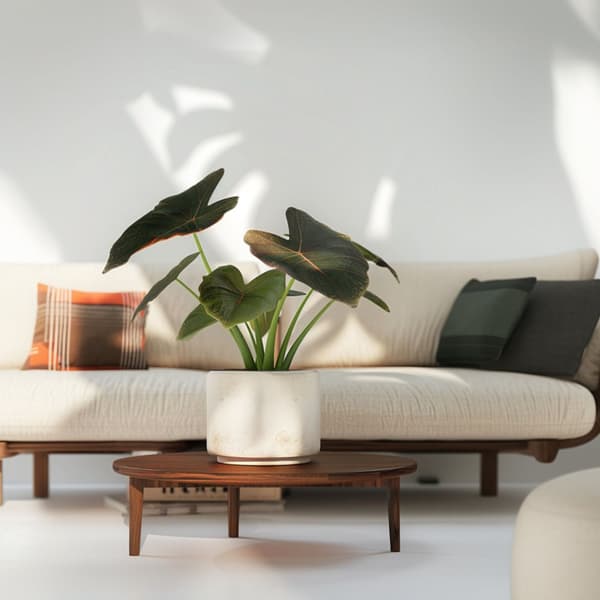 Elefantøre - Alocasia 'Wentii' - Højde 70-80 cm - Potte 19 cm