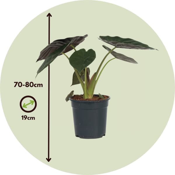 Elefantøre - Alocasia 'Wentii' - Højde 70-80 cm - Potte 19 cm