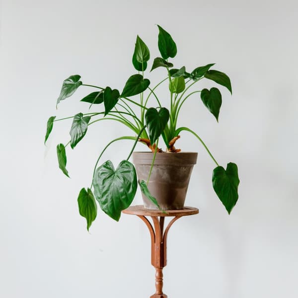 Elefantöra - Alocasia 'Cucullata' - Höjd 70-80 cm - Kruka 19 cm