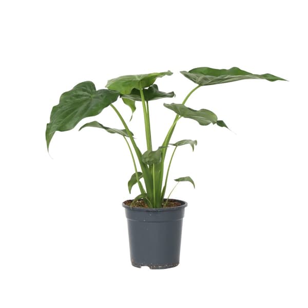 Elefantöra - Alocasia 'Cucullata' - Höjd 70-80 cm - Kruka 19 cm