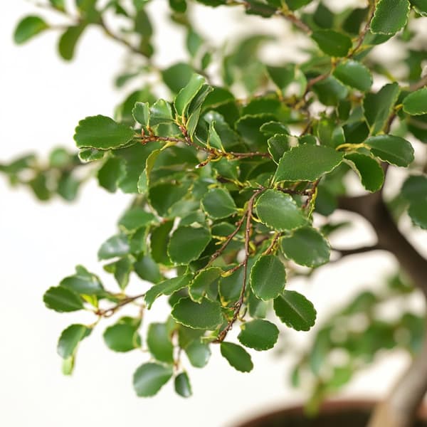 Bonsai-puu - Zelkova serrata - Korkeus 20-30 cm - ⌀20 cm