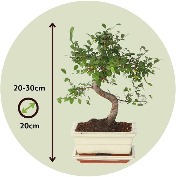 Bonsai-puu - Zelkova serrata - Korkeus 20-30 cm - ⌀20 cm