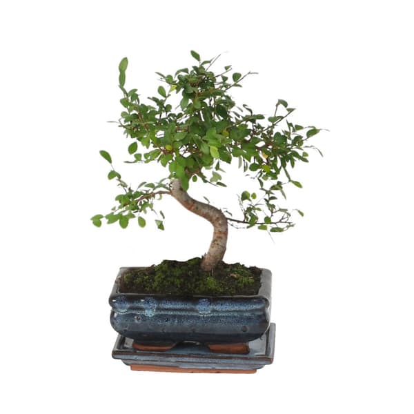 Bonsaiträd S-formad - Zelkova serrata - Höjd 20-30cm - ⌀20cm