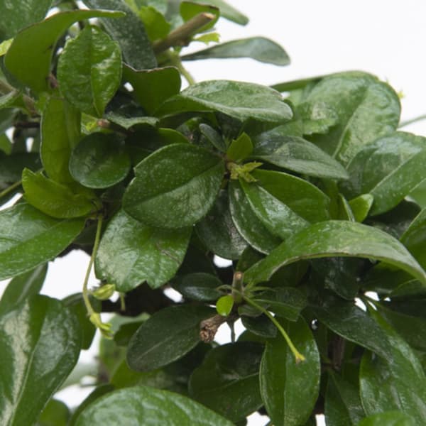 Fukienträd - Carmona microphylla - Höjd 25-30cm - ⌀15cm