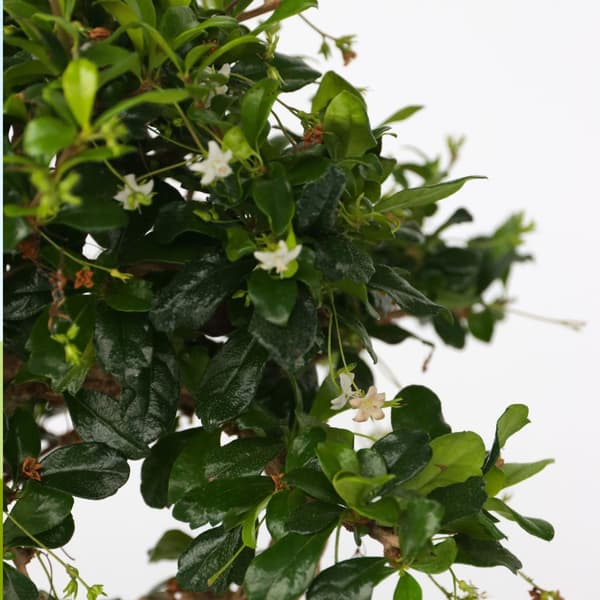 Fukienträd - Carmona microphylla - Höjd 25-30cm - ⌀15cm