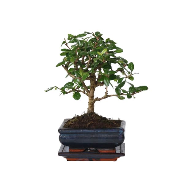 Fukienträd - Carmona microphylla - Höjd 25-30cm - ⌀15cm