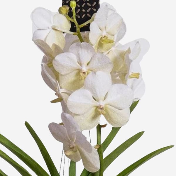 Vanda orkidé - Vanda 'White' - Højde 55-65cm