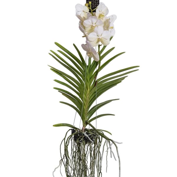 Vanda orkidé - Vanda 'White' - Højde 55-65cm