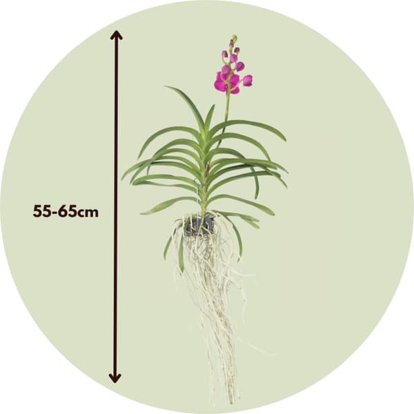 Vanda orkidé - Vanda 'Pink' - Höjd 55-65cm
