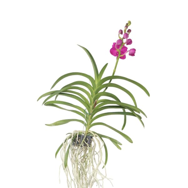 Vanda orkidé - Vanda 'Pink' - Højde 55-65cm