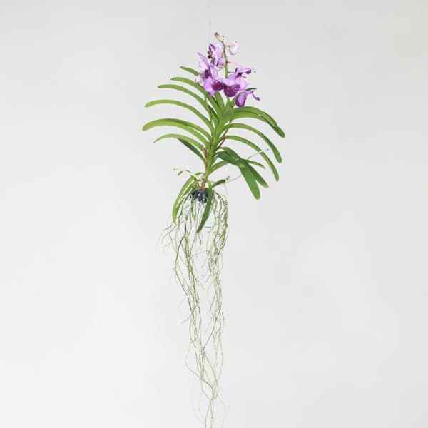 Vanda orkidé - Vanda 'Lila' - Højde 55-65cm