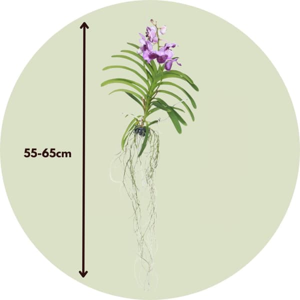 Vanda orkidé - Vanda 'Lila' - Højde 55-65cm