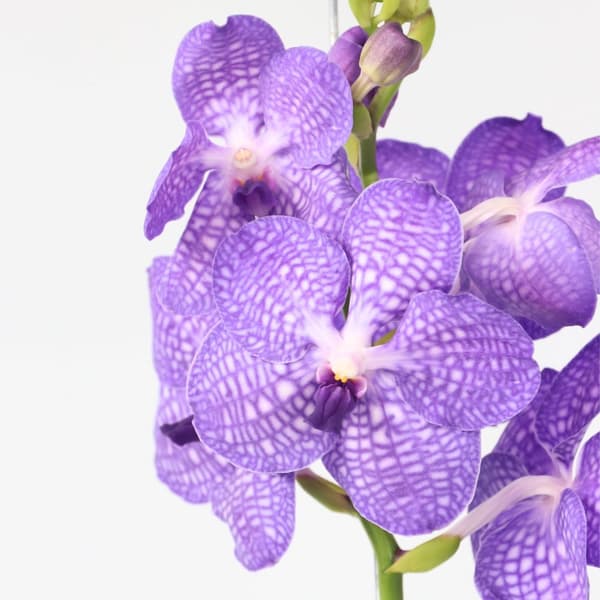 Vanda orkidé - Vanda 'Blue' - Höjd 55-65cm