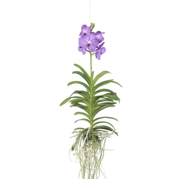Vanda orkidé - Vanda 'Blue' - Höjd 55-65cm
