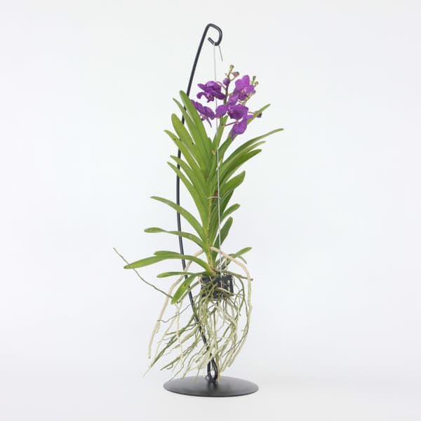 Vanda orkidé - Vanda 'Blue' - Højde 45-55cm