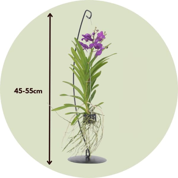 Vanda orkidé - Vanda 'Blue' - Højde 45-55cm